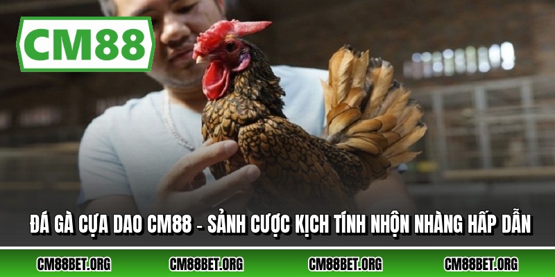 Đá Gà Cựa Dao CM88 - Sảnh Cược Kịch Tính Nhộn Nhàng Hấp Dẫn