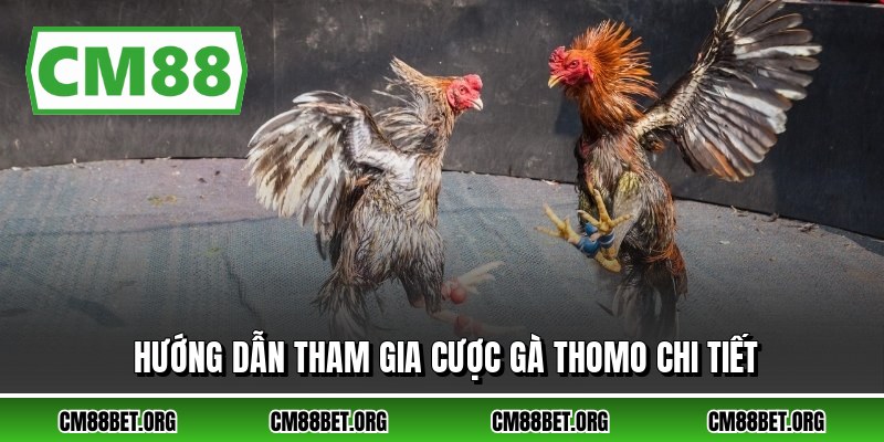 Hướng dẫn tham gia cược gà thomo chi tiết