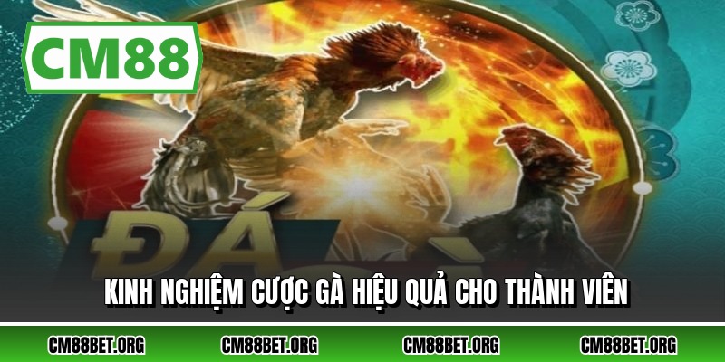 Kinh nghiệm cược gà hiệu quả cho thành viên