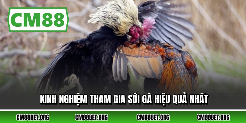 Kinh nghiệm tham gia sới gà hiệu quả nhất