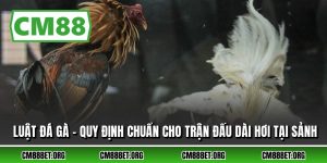 Luật Đá Gà - Quy Định Chuẩn Cho Trận Đấu Dài Hơi Tại Sảnh