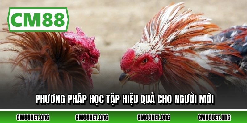 Phương pháp học tập hiệu quả cho người mới