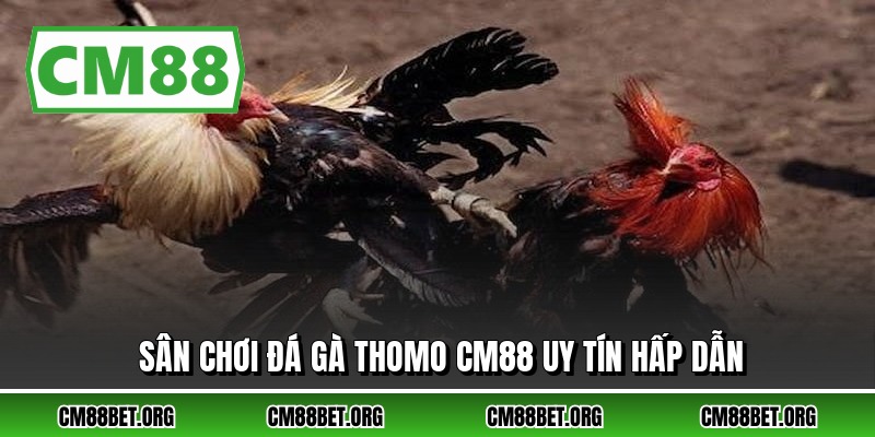 Sân chơi đá gà thomo CM88 uy tín hấp dẫn