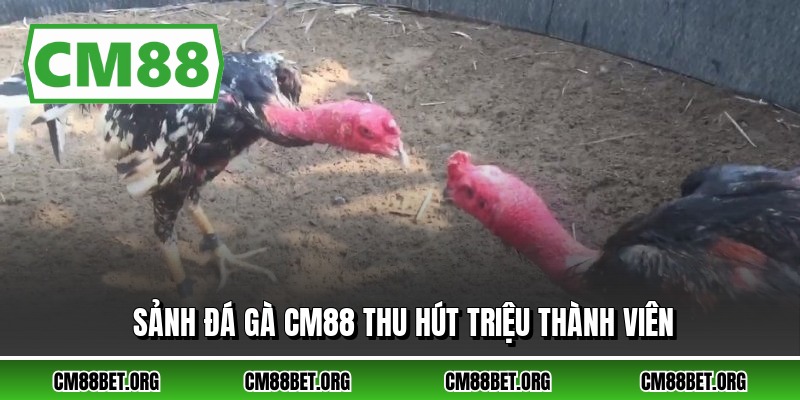 Sảnh đá gà CM88 thu hút triệu thành viên