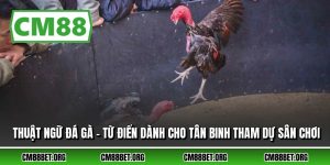 Thuật Ngữ Đá Gà - Từ Điển Dành Cho Tân Binh Tham Dự Sân Chơi