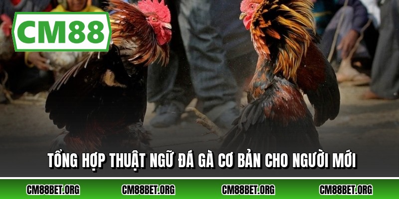 Tổng hợp thuật ngữ đá gà cơ bản cho người mới